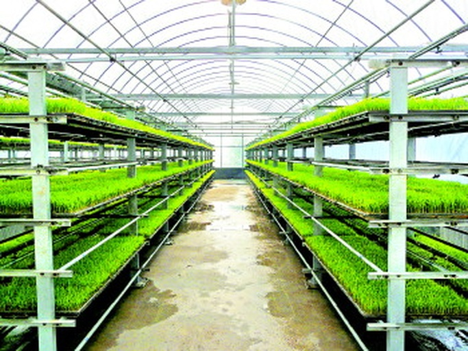 油松容器苗生产线