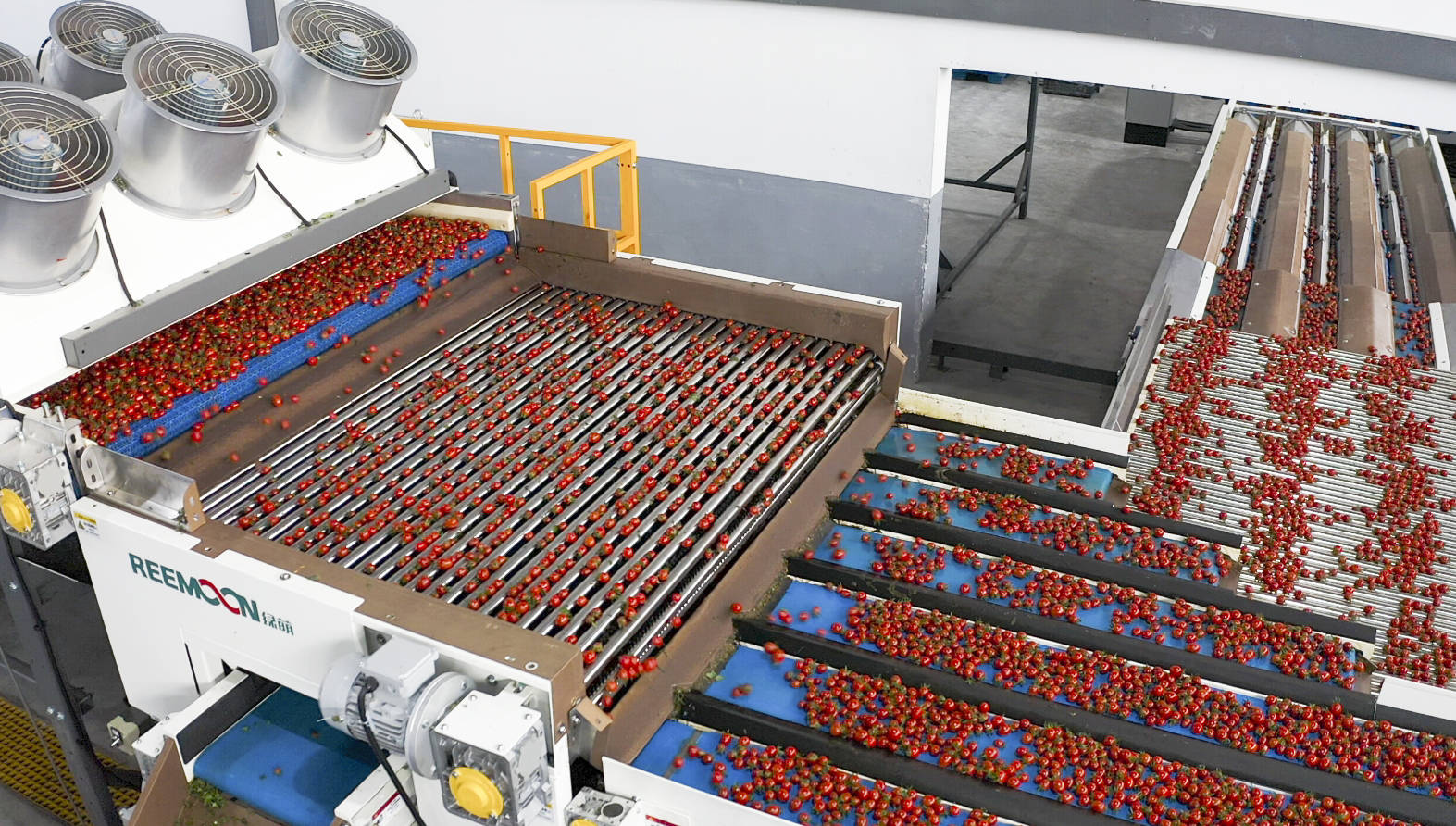 冠县樱桃冷链分拣中心工作场景