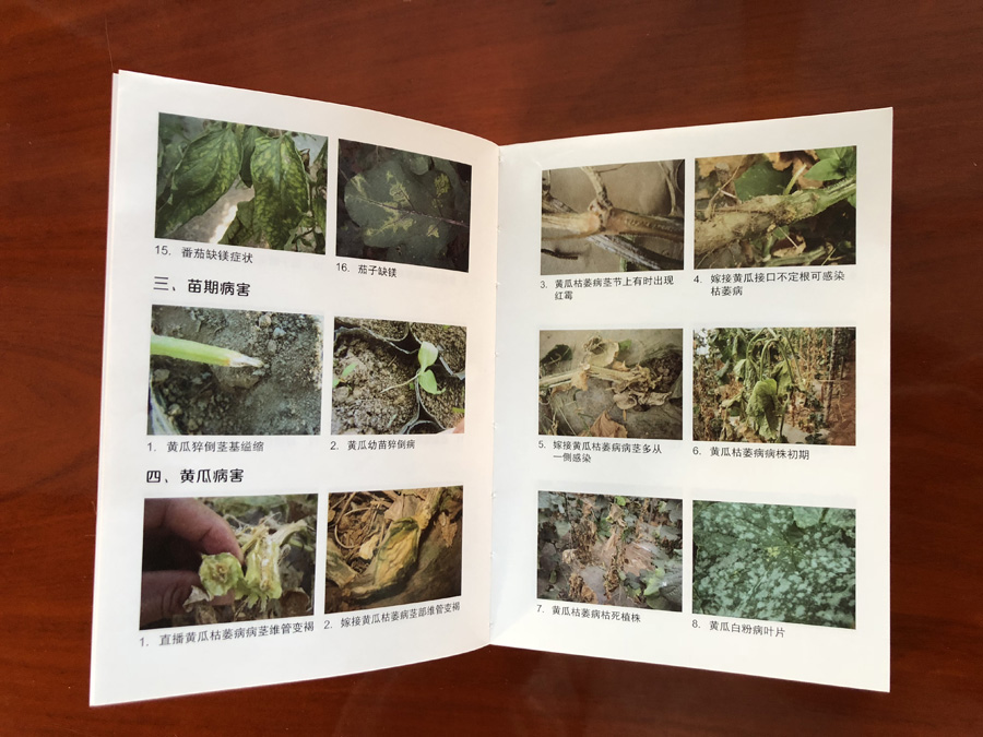 小黄瓜种植户正在温室中进行精准灌根操作：手持量杯量取阿米妙收药液，倒入小型施肥枪，对准小黄瓜茎基部缓慢注入，土壤湿润但无径流，背景可见整齐吊蔓的小黄瓜植株