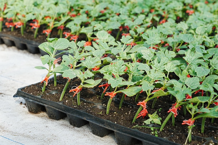 西瓜播种深度示意图