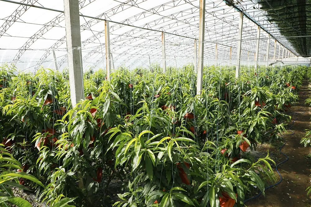 冬桃苗木嫁接现场图