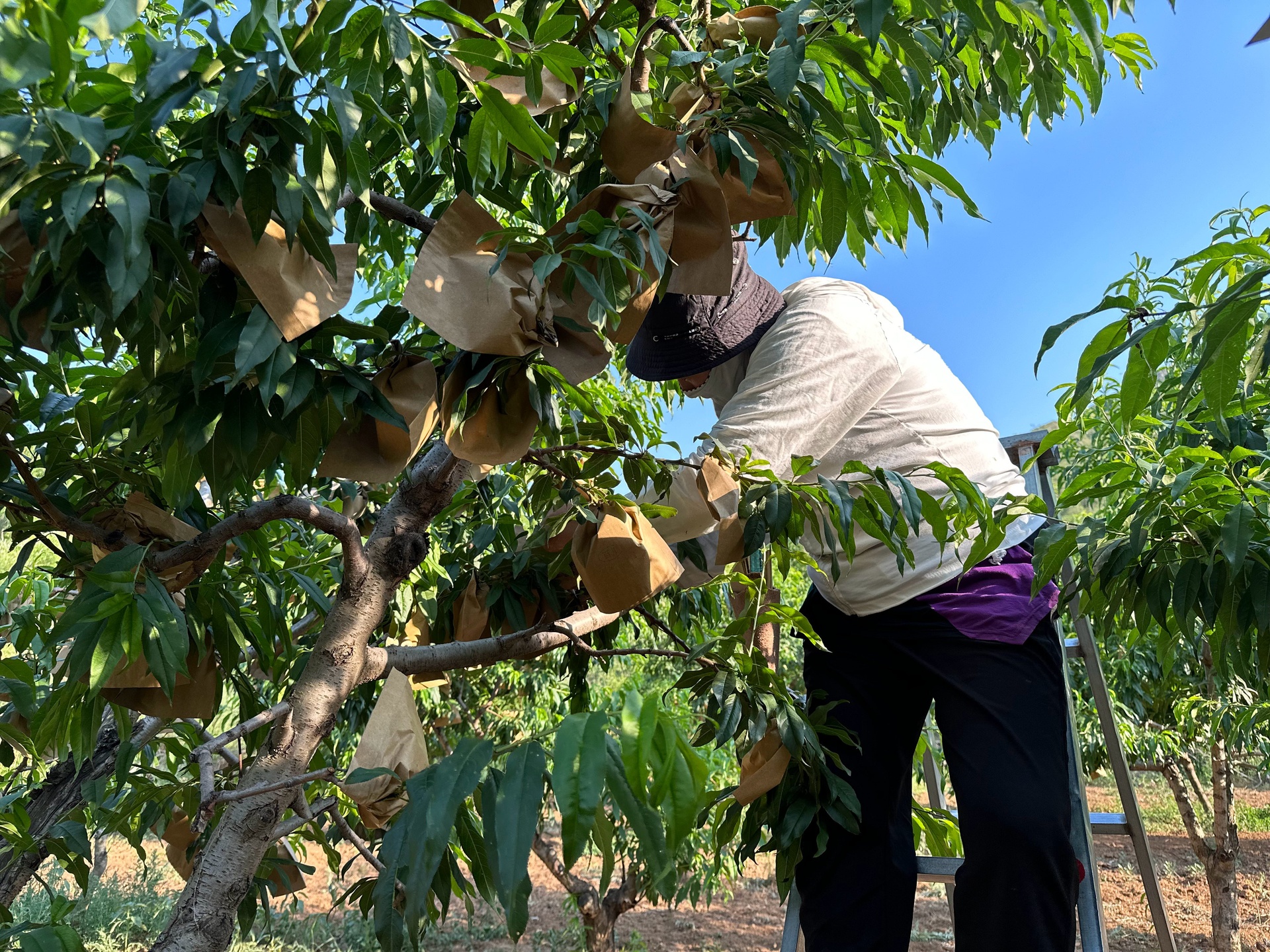 一名果农正在对桃形李果树进行果实套袋操作,手持纸袋将单个果实包裹,动作细致,周围枝条挂满绿色幼果,背景可见整齐排列的梯田式果园 桃形李果园夏季套袋试验场景
