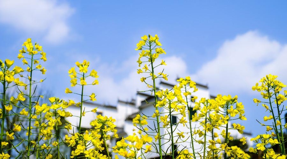 三清山山脚油菜花田