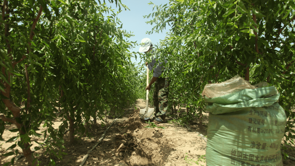 农民在青枣种植基地进行修剪和施肥操作,背景是整齐的青枣树林 青枣种植基地管理场景