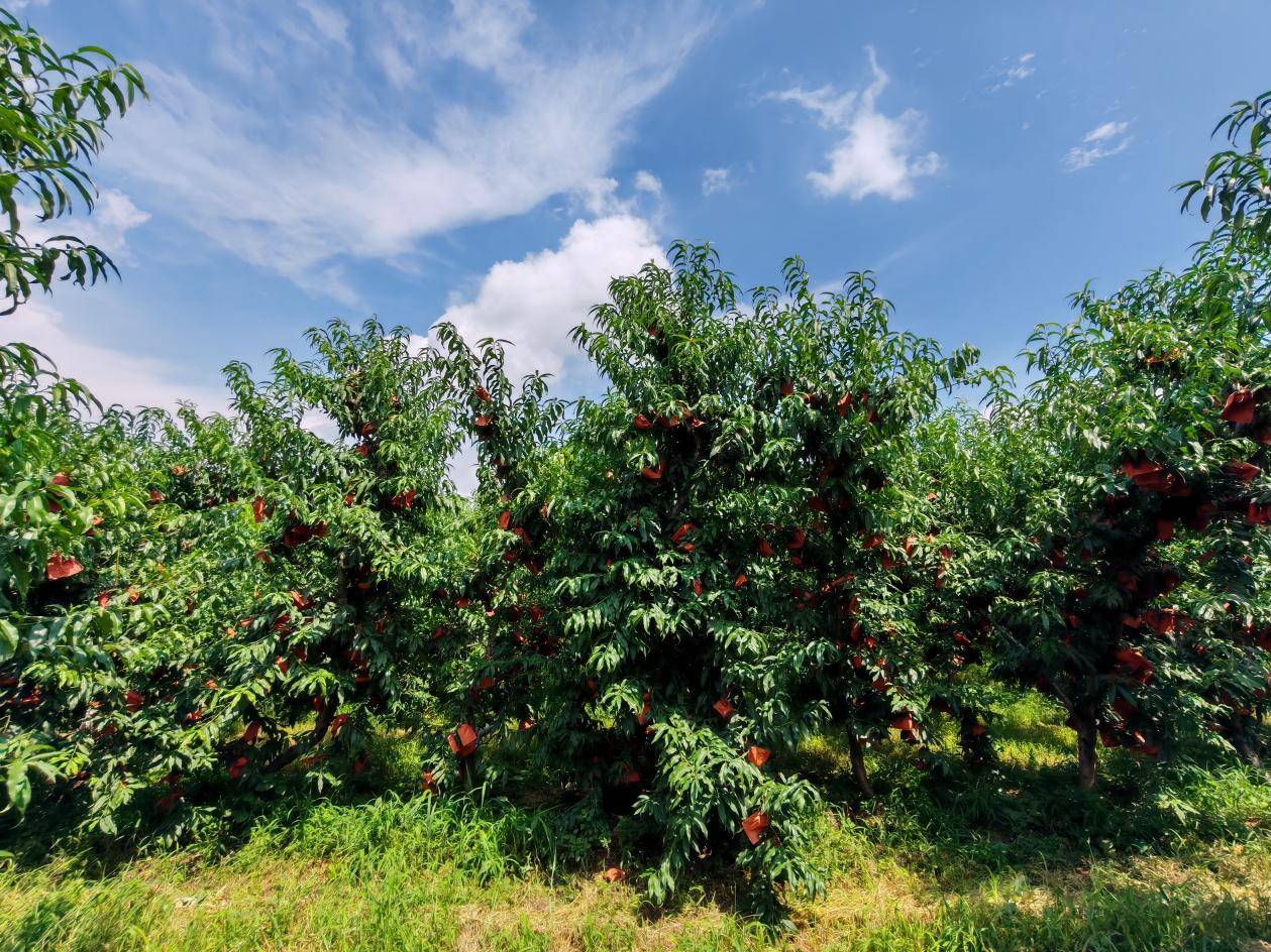 一片郁郁葱葱的绿宝石桃果园,阳光洒在成排的桃树上,枝头挂满青绿色的桃子,部分果实已泛出淡淡红晕,显示即将成熟。园中农民正在检查果实生长情况,背景为丘陵地貌,气候宜人 绿宝石桃果园全景