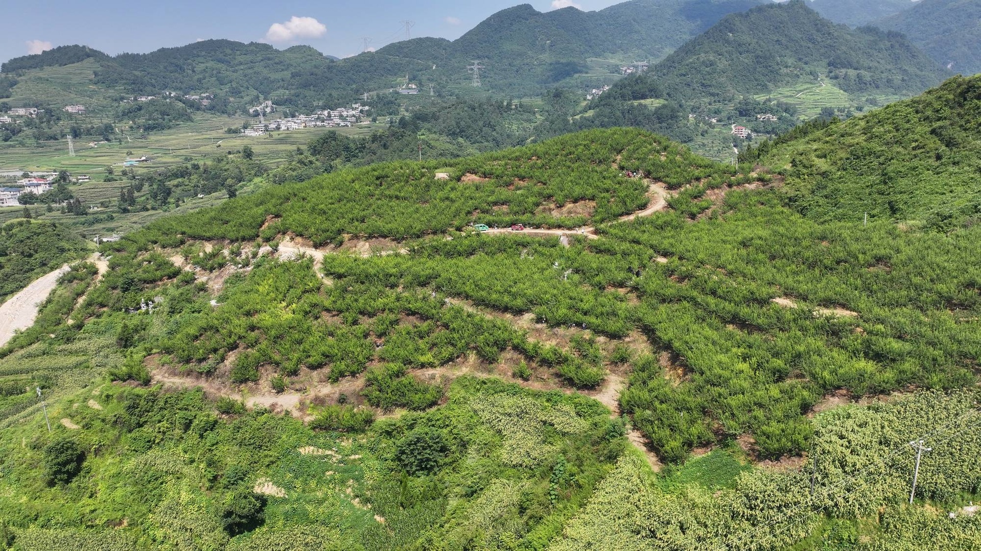 冬桃果园航拍图