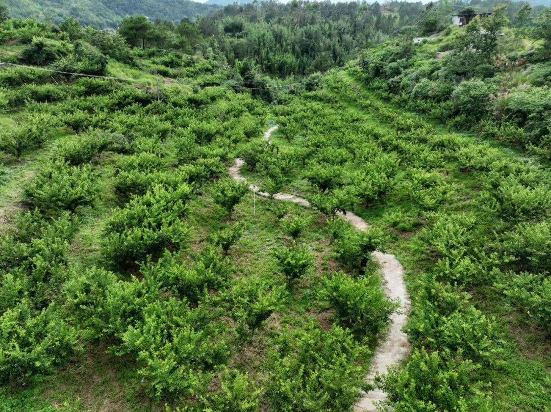 一条蜿蜒的石阶小路穿越大芹山中高海拔地带,两侧植被层次分明,下层为蕨类与草本植物如山芹,上层为常绿阔叶树,背景可见轻雾缭绕的山谷,展现完整的山地生态系统 大芹山生态步道与植被分布
