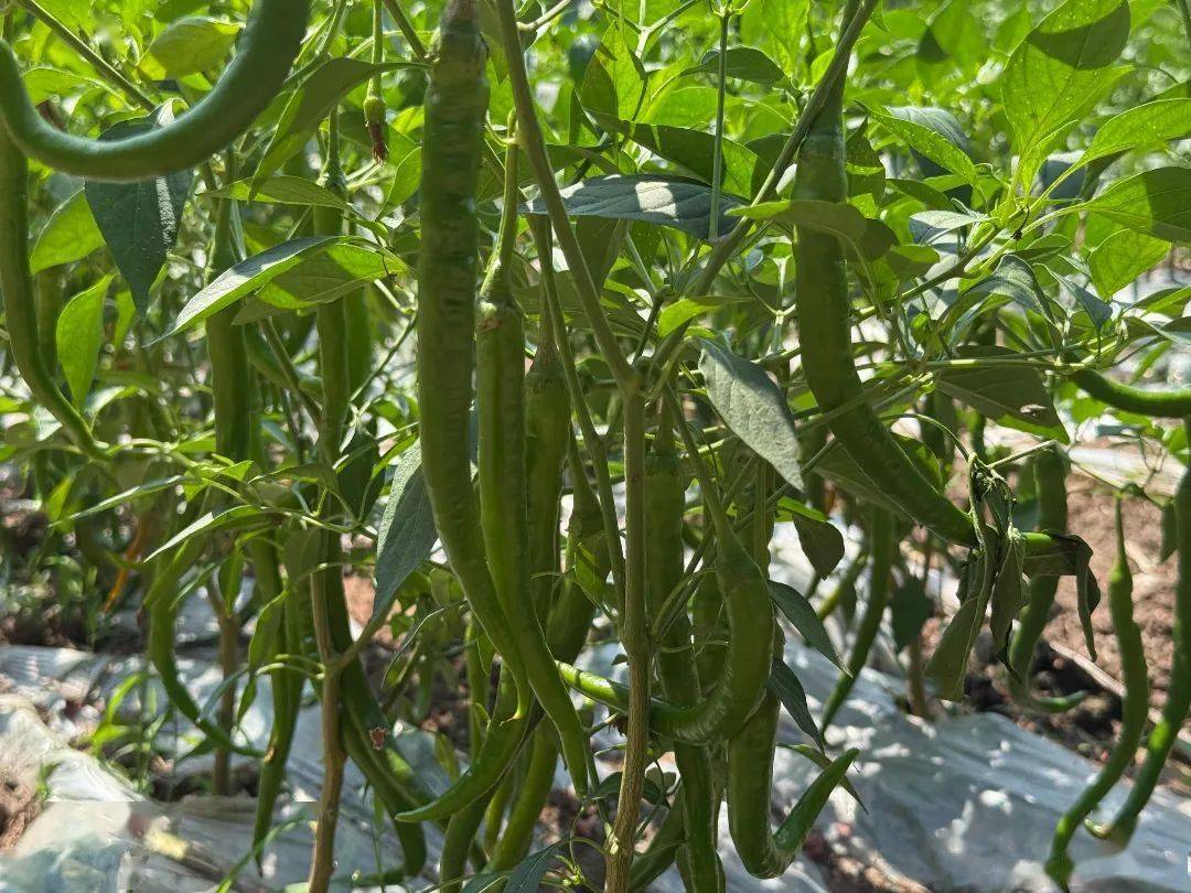 55号辣椒植株特写