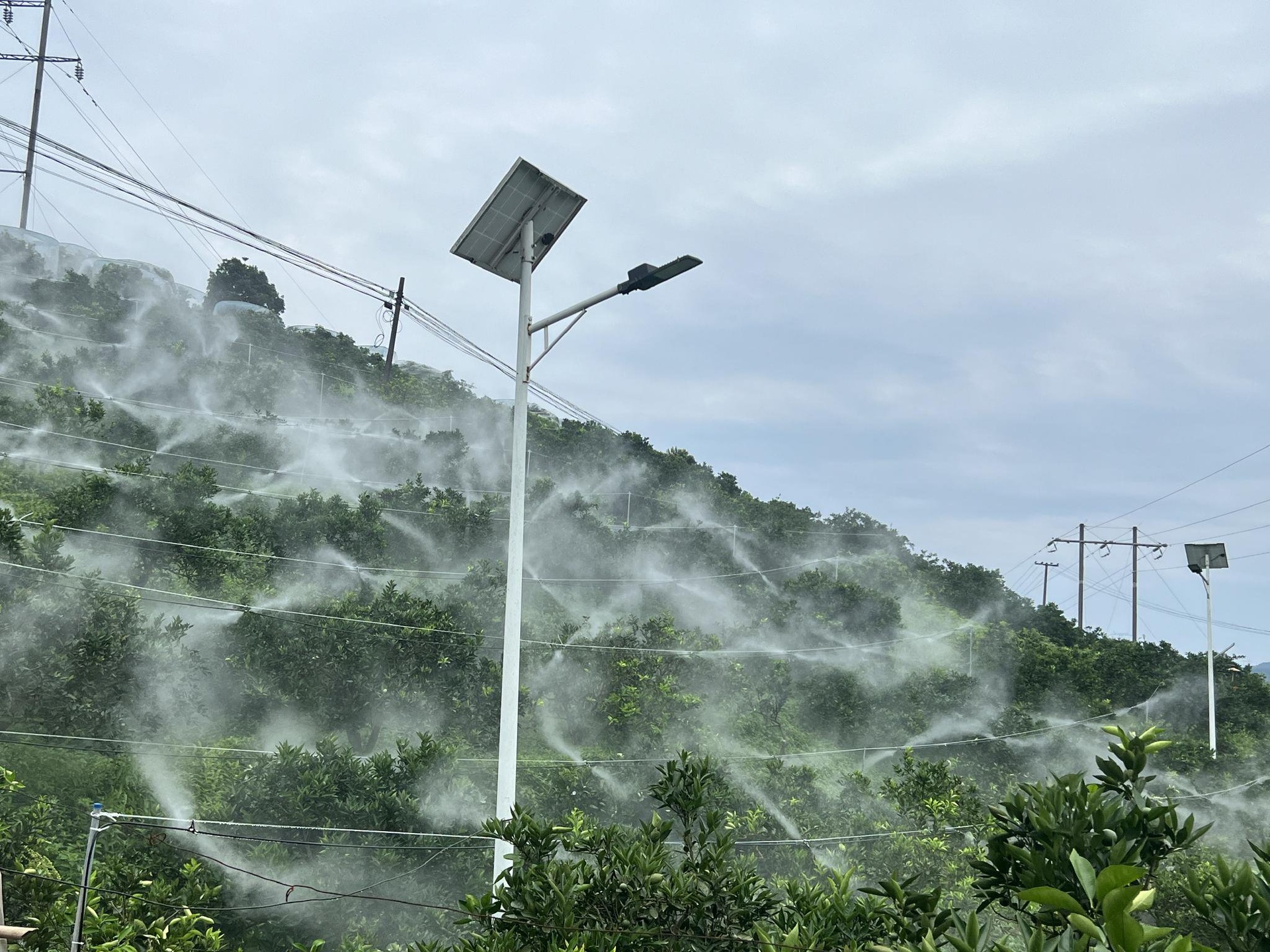 一片郁郁葱葱的山坡果园中,成片的黄色蜜柚树挂满成熟果实,果实在阳光照耀下泛着柔和光泽,农民正在田间进行采摘作业,背景可见山地地形和清晨薄雾,体现生态种植环境 果园中的黄色蜜柚挂果场景