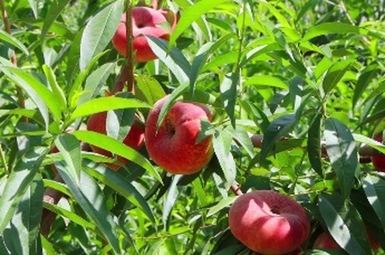 扁柏酚分子结构图