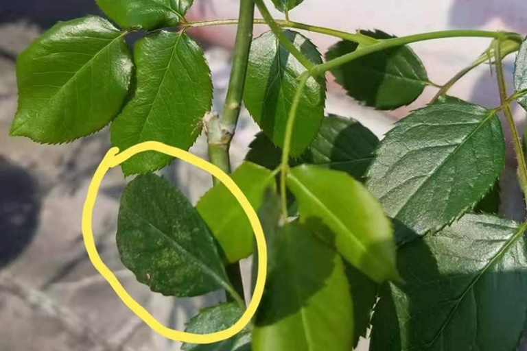 红梅植株整体状态对比图