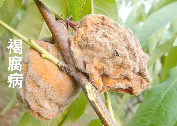 青枣炭疽病叶片与果实受害特写