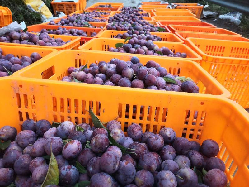 几名果农在清晨的果园中采摘成熟的国峰七号李子,他们戴着草帽,手持篮子,小心地将紫红色的李子从树上摘下放入筐中,地面摆放着装满果实的塑料箱,背景是成片的李子树林 果园中农民正在采摘国峰七号李子