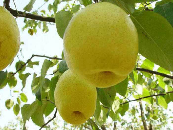 梨树挂果实景照片