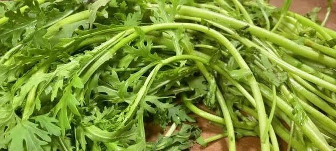 菊花脑植株形态展示其细长叶片与淡黄色小花,整体呈灌木状生长 菊花脑植株形态