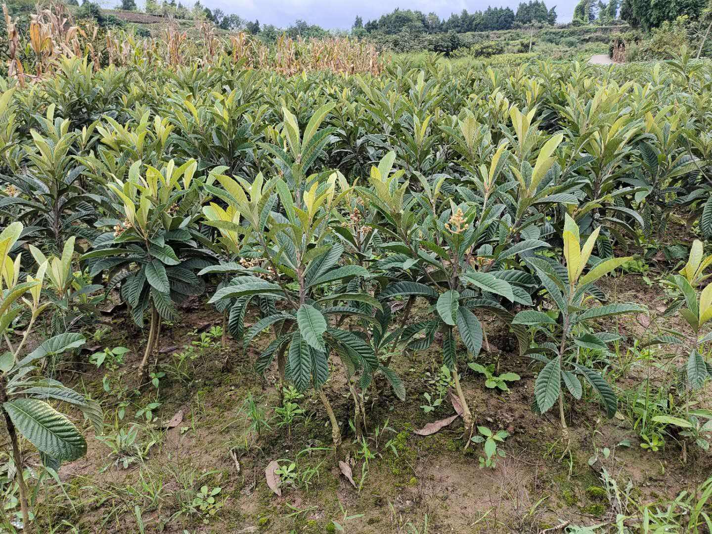 一个典型的枇杷果园,树体整齐,地面种植绿草,树冠间悬挂黄色粘虫板,远处设有太阳能杀虫灯杆,一名果农正在检查叶片背面是否有害虫,阳光明媚,体现生态果园管理模式 枇杷果园综合管理场景