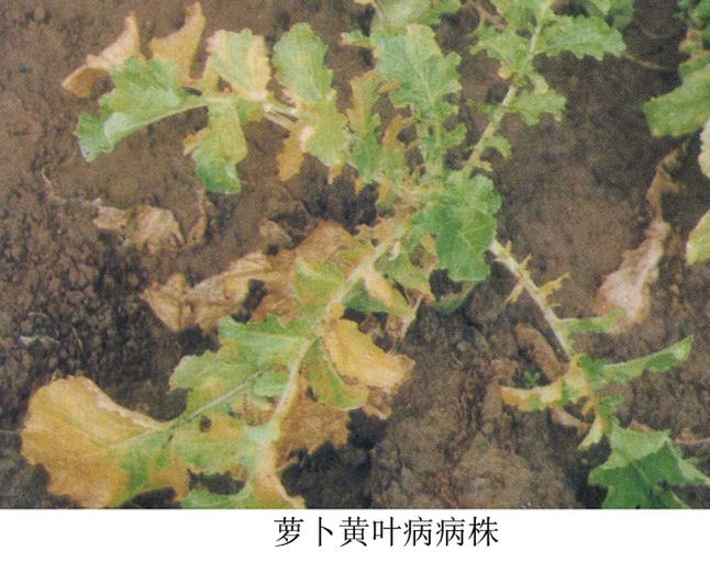 图片说明:左右对比图,左侧为受冻害的水果萝卜植株,叶片呈水浸状褐变、萎蔫下垂,根部出现褐色斑块;右侧为健康植株,叶片挺立翠绿,肉质根饱满光滑,土壤结构良好,清晰展示冻害识别特征 水果萝卜冻害与健康对比图