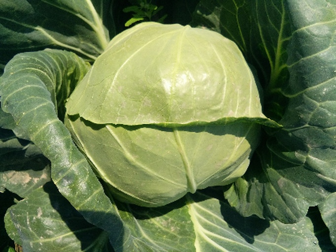 卷心菜整体外观特写