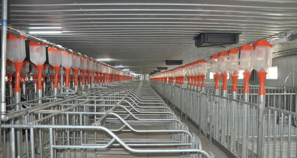 现代化原种猪场全景图