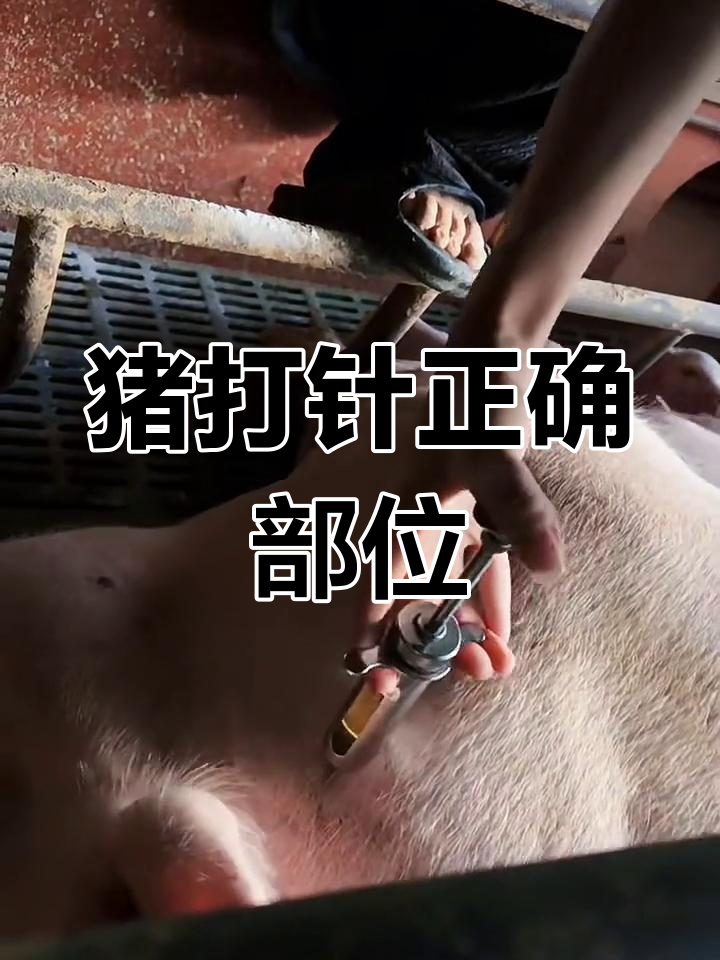 仔猪疫苗接种操作图
