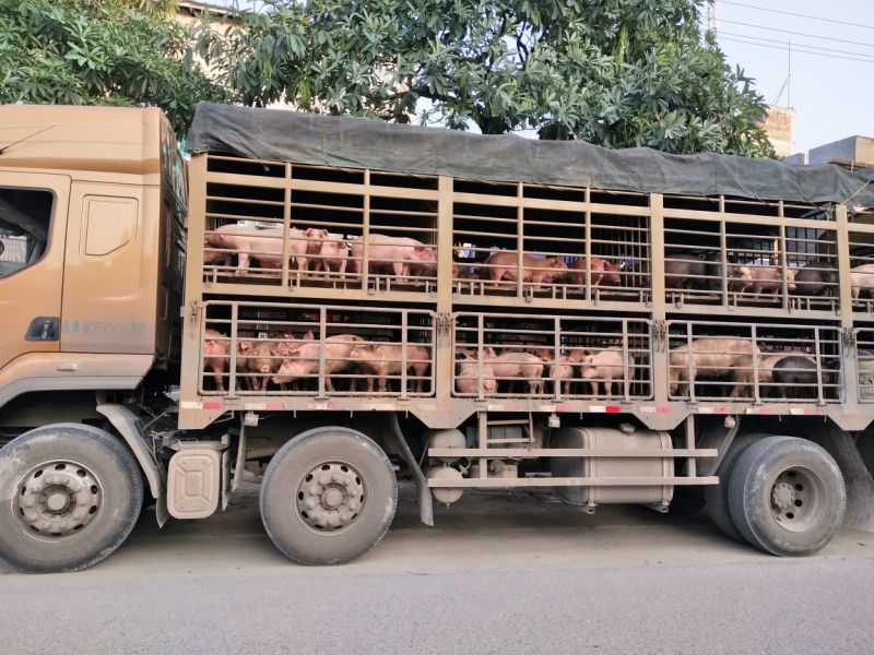 运输中的生猪车辆特写
