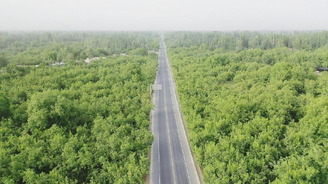 长白山林下野生地参生长环境航拍图