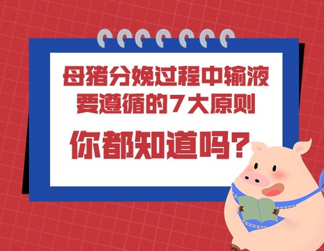 母猪分娩接产操作流程图