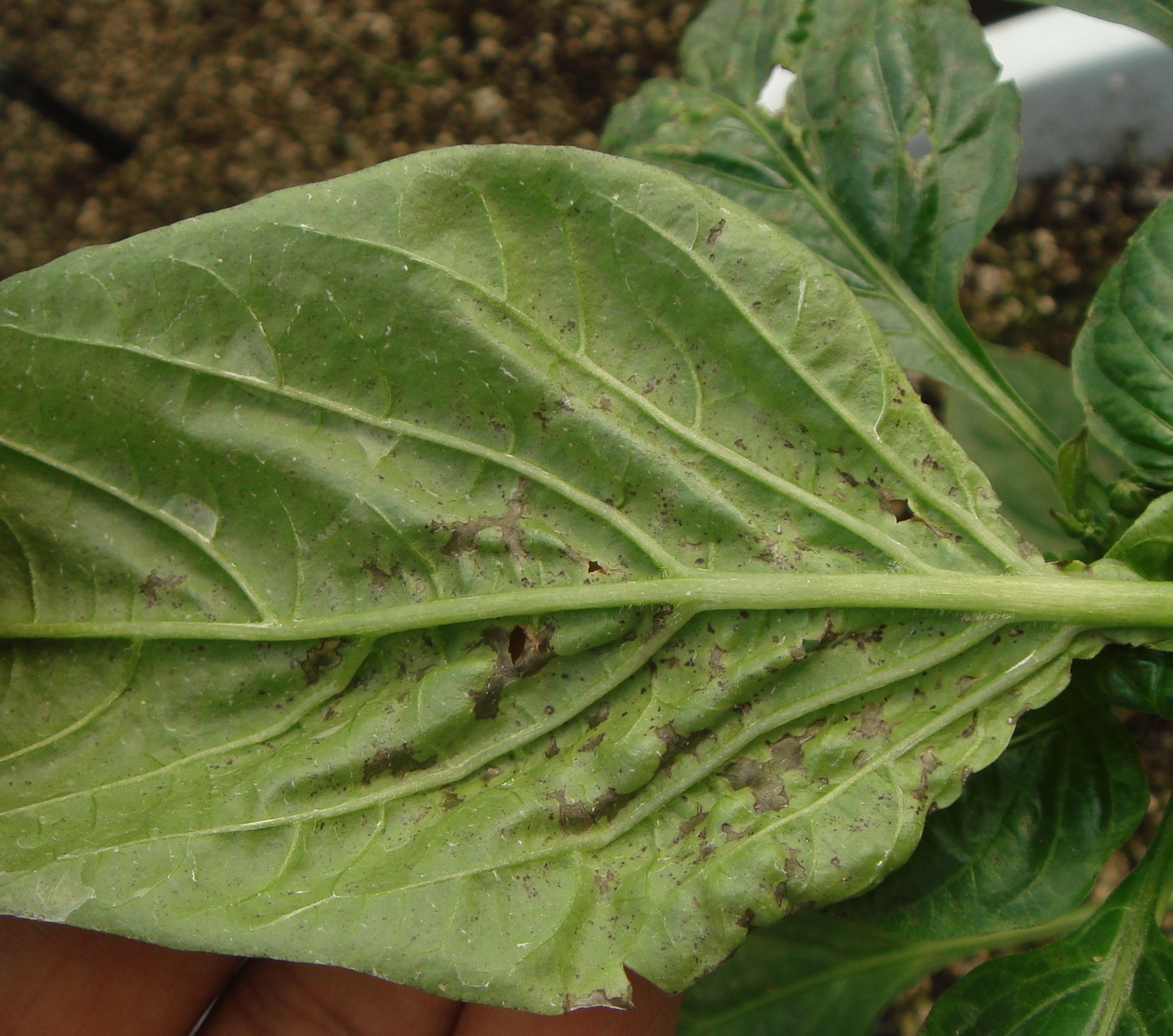 线椒早疫病与茶黄螨复合危害典型症状对比图