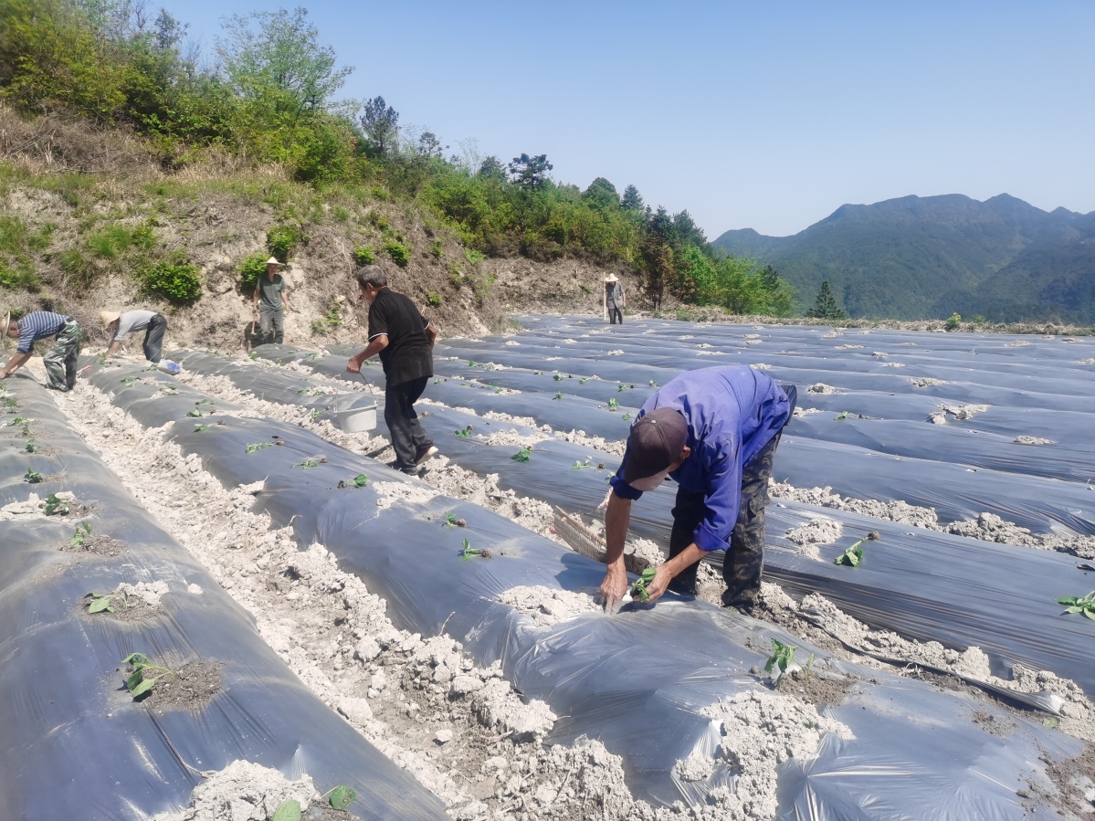 大白菜田间种植图