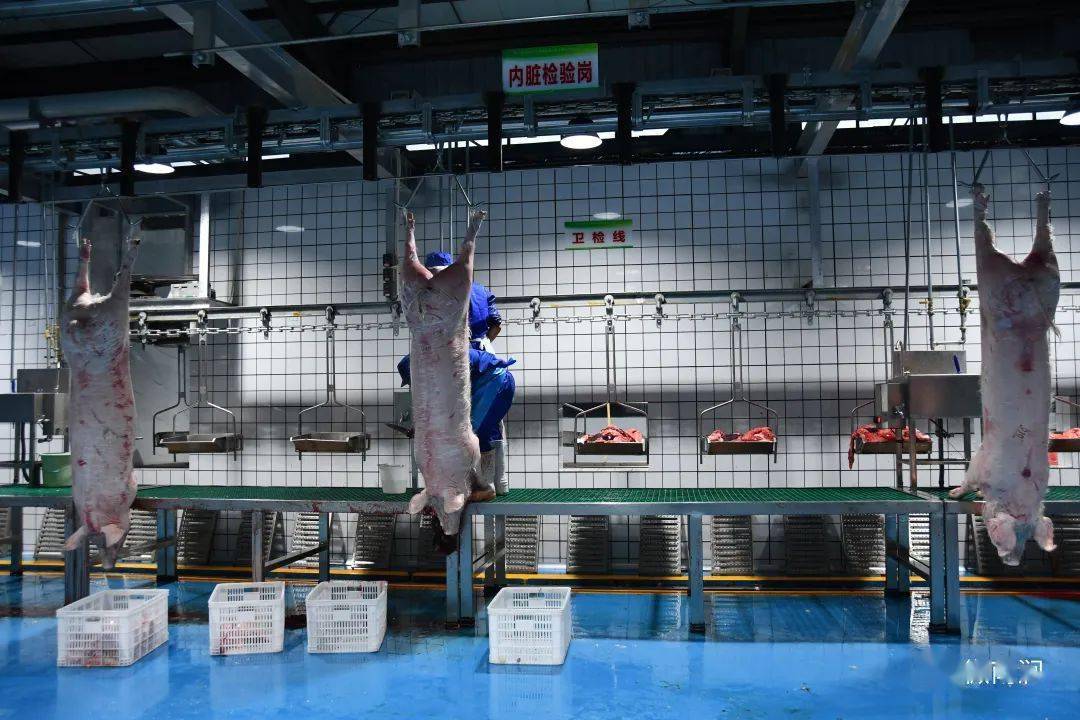 猪胆汁采集过程示意图