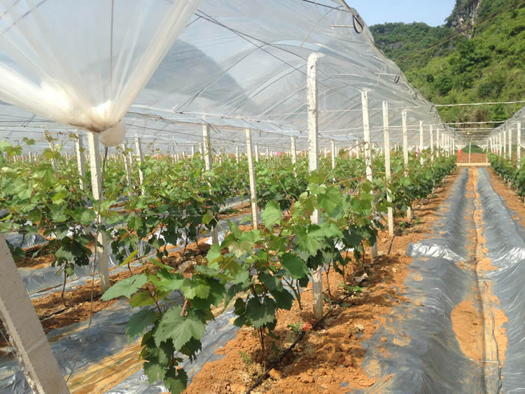 现代葡萄种植大棚内部景观