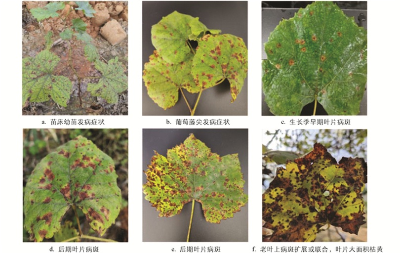 阳光玫瑰葡萄病毒病典型症状对比图:展示健康植株与感染葡萄卷叶病毒GLRaV-3植株的叶片形态、颜色、质地差异,重点突出叶背反卷角度、脉间失绿区域分布及叶肉僵硬度对比 阳光玫瑰葡萄病毒病典型症状对比图:左侧为健康叶片(浓绿平展、叶脉清晰),右侧为感染GLRaV-3的叶片(叶背明显上卷、叶脉间呈均匀紫铜色失绿、叶质增厚僵硬)