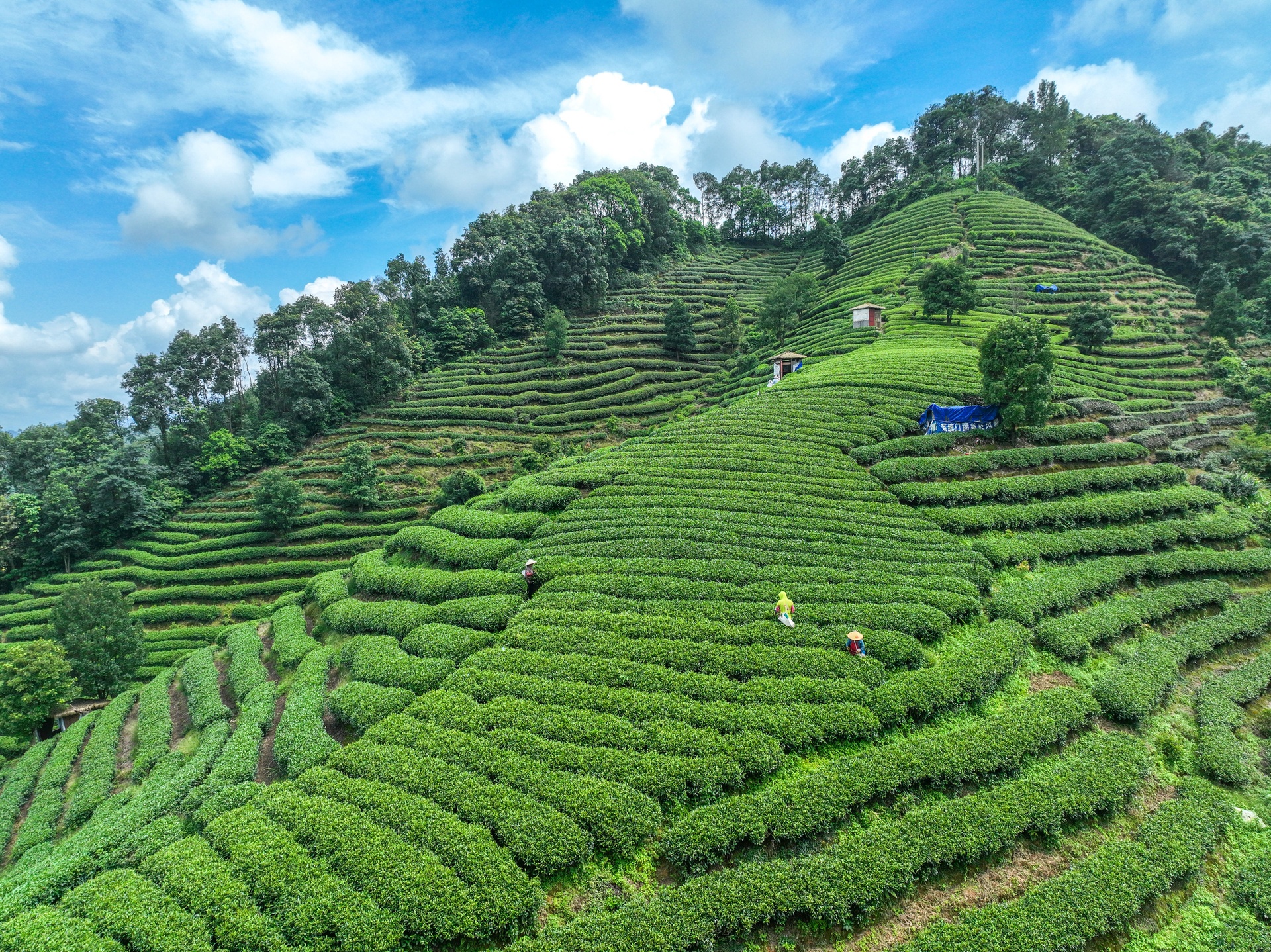 武夷山茶园与丹桂茶树生长环境