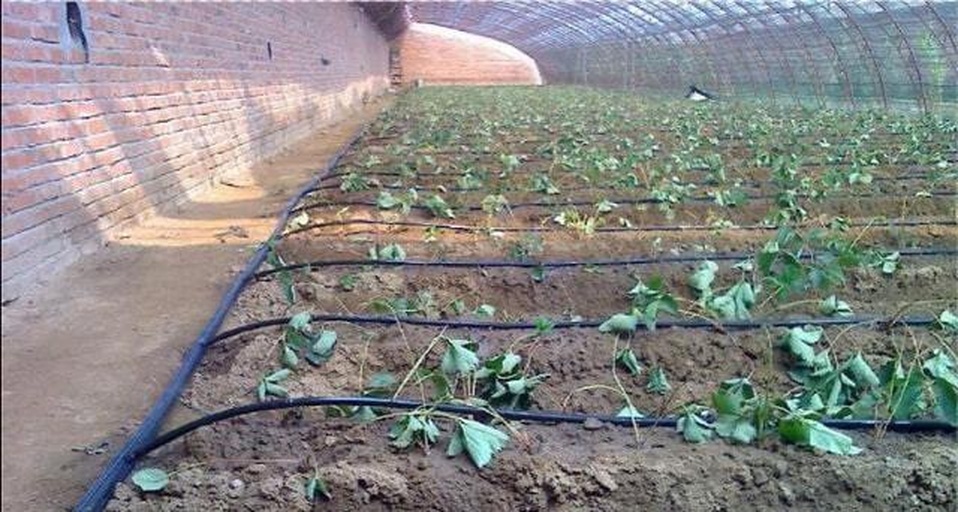展示温室或大棚内奶油草莓种植采用滴灌带铺设于植株根部附近,连接肥液桶和过滤器,实现精准施肥,减少浪费和土壤板结 奶油草莓水肥一体化滴灌系统实景图