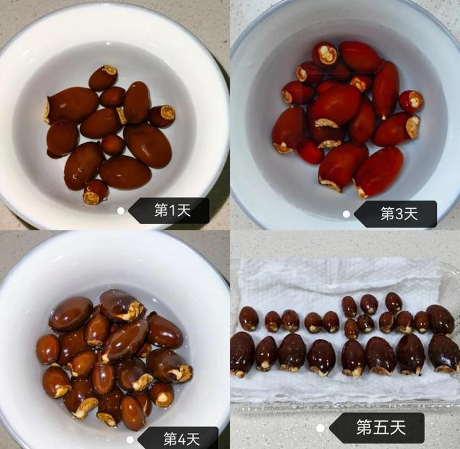 小叶茼蒿种子处理过程