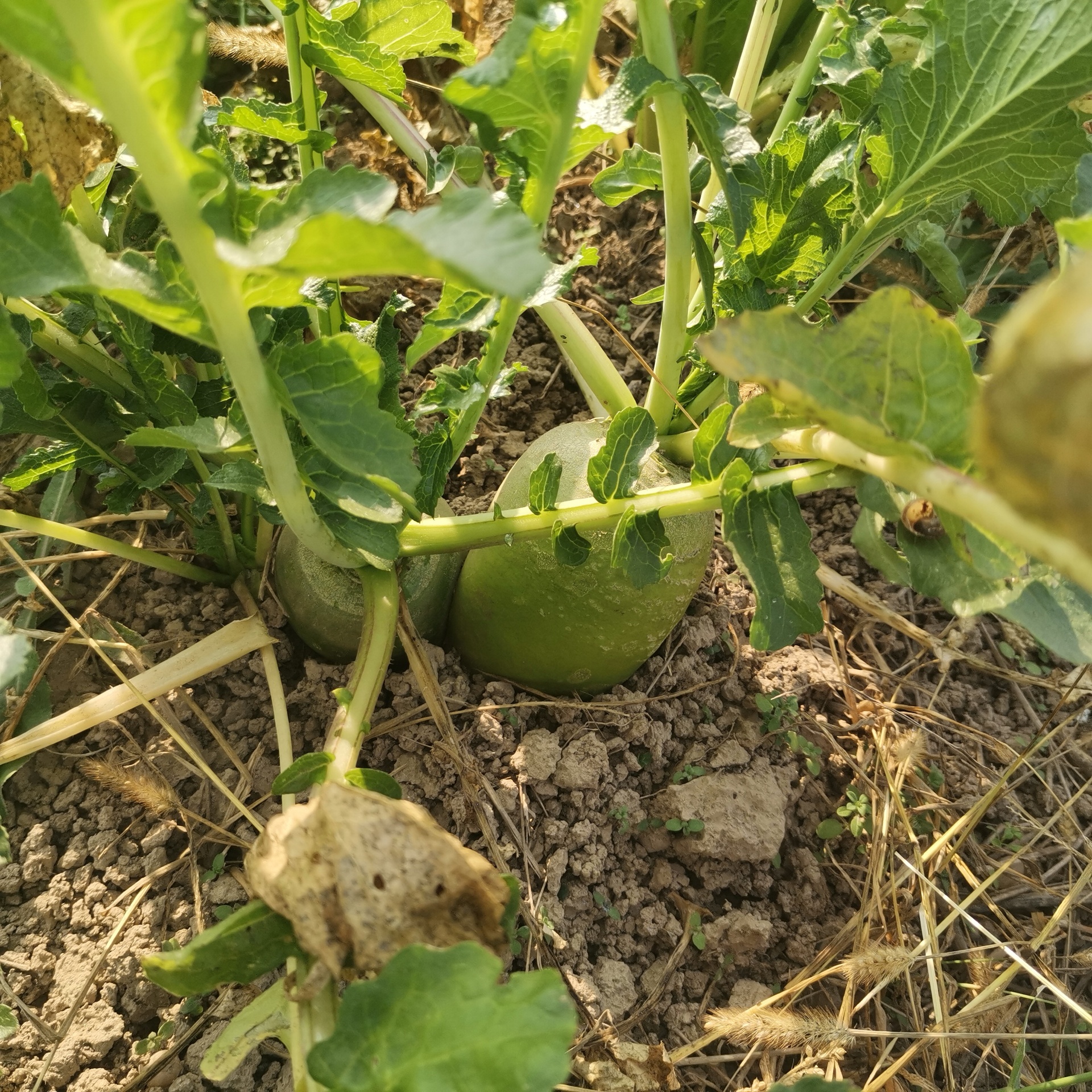一片绿意盎然的青萝卜种植田,土壤疏松肥沃,部分萝卜露出地面,表皮呈淡绿色至深绿色渐变,叶片舒展翠绿,阳光洒落形成自然光影 青萝卜田间生长实景
