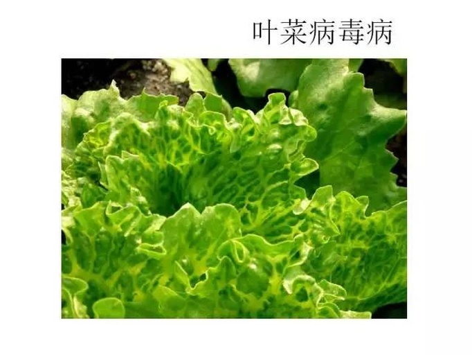 油菜病毒病苗期典型花叶皱缩症状特写