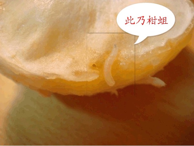 一颗切开的橙子,果肉部分可见数条乳白色、长约5-8毫米的细长幼虫正在蠕动,周围果肉呈褐色腐烂状,背景为果园土壤环境 橙子果肉中发现白色蠕动幼虫特写