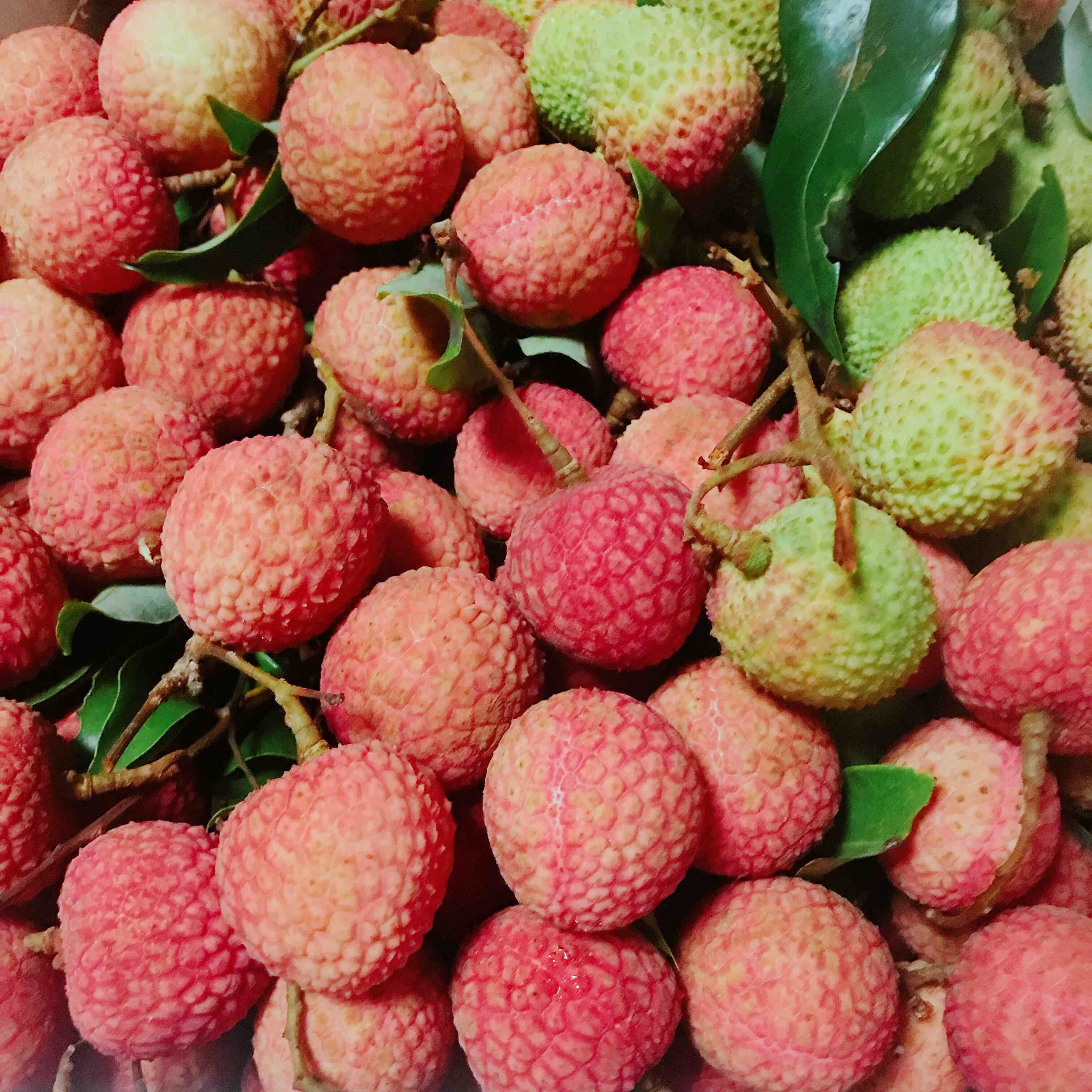 荔枝与芒果对比图