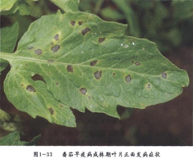 西红柿叶片出现黑色斑点特写