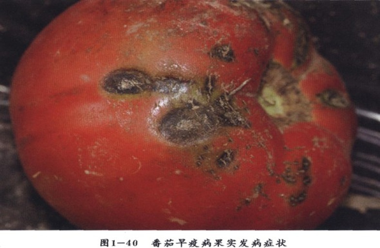 甜柿幼果期套袋试验对比图