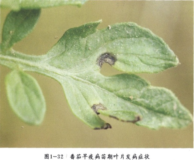 串串西红柿病害防治现场