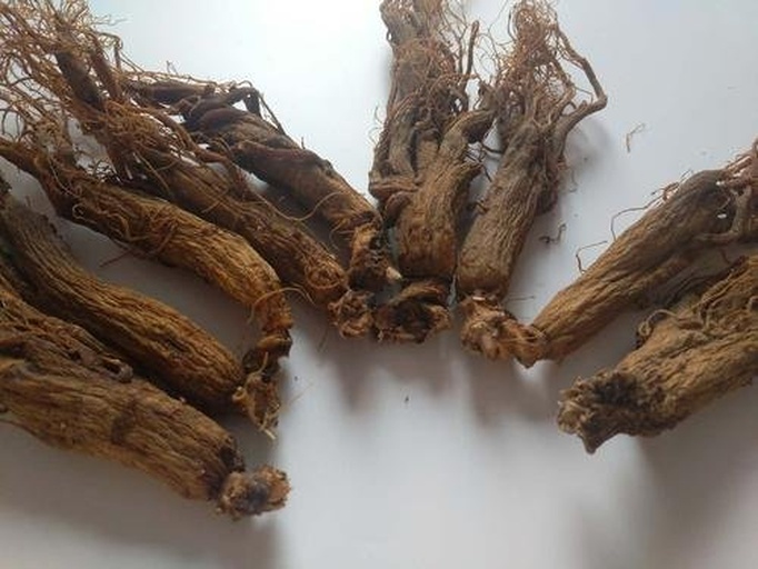 一张高清特写图片,展示干燥的中式人参药材,表面呈淡黄白色至浅棕色,有明显横向环纹和须根痕,主根粗壮,顶部有芦头(茎痕),整体形态完整,背景为木质中药柜,营造传统中医药氛围 人参药材特写