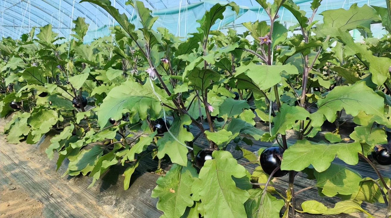 大田环境中生长旺盛的大茄植株特写,展示其典型果实形态和田间长势 大田种植的大茄植株,叶片宽大翠绿,茎秆粗壮,枝条上悬挂着多个成熟青紫色长圆形果实,果面光滑有光泽,背景为阳光下的连片菜地