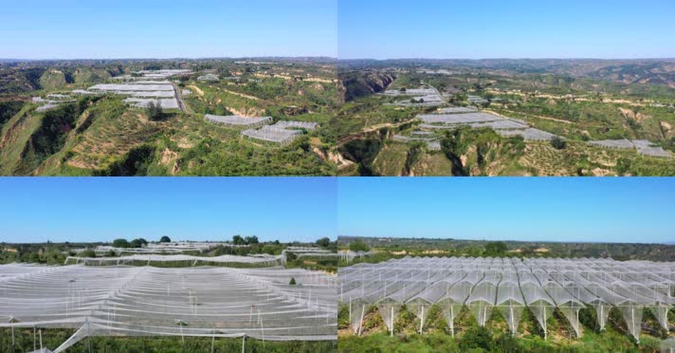 航拍视角下的甘肃黄土高原梯田果园,秋季阳光照射下成片的苹果树挂满红色果实,远处为沟壑纵横的黄土地貌,近处果农正在采摘苹果,地面覆盖反光膜以提升果实着色均匀度 甘肃黄土高原苹果种植地貌