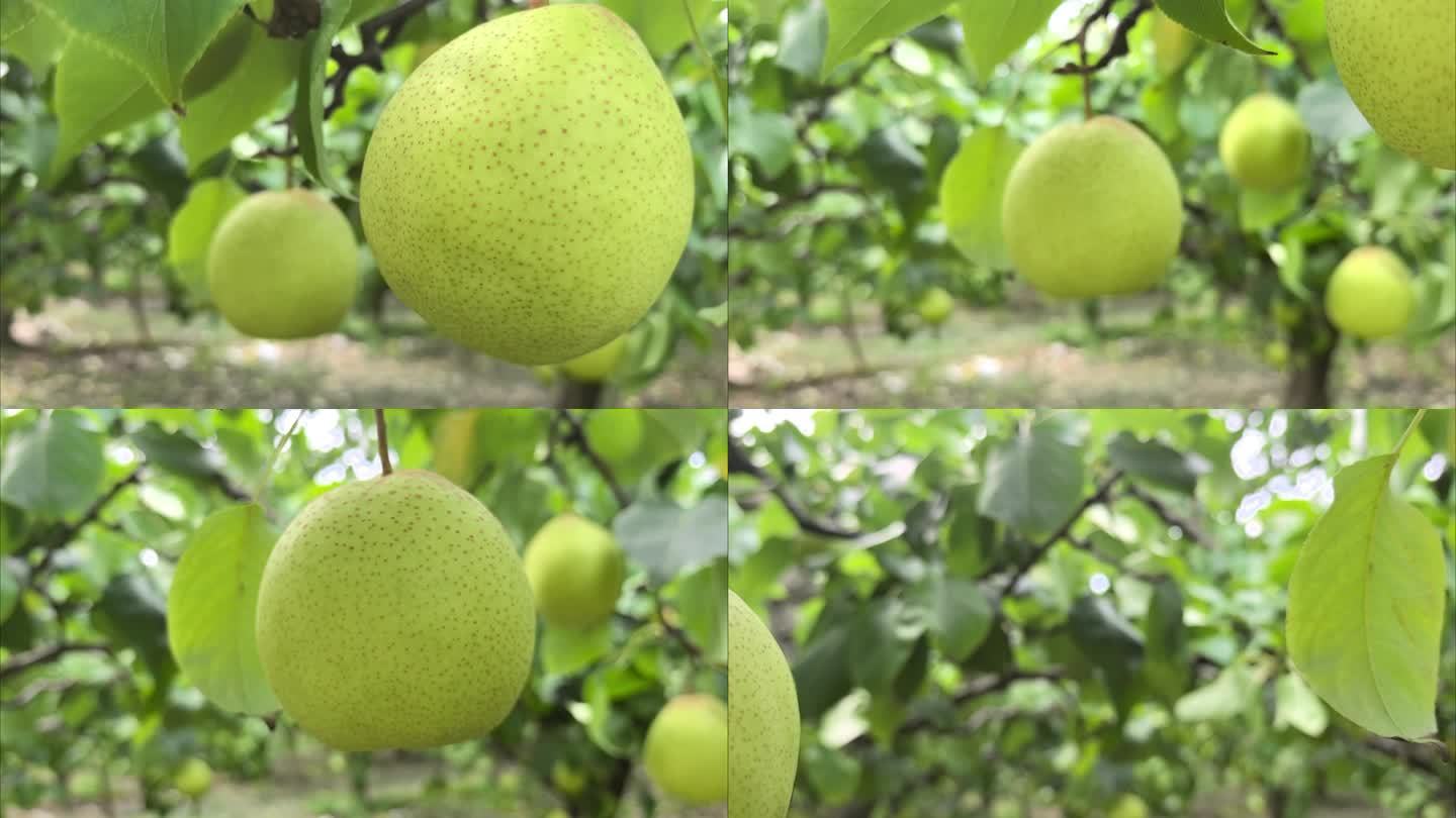 酸梨与成熟梨对比图