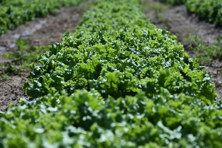油菜植株整体图