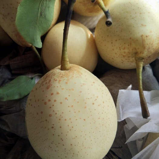 黄金梨果形与瓜蒂特写