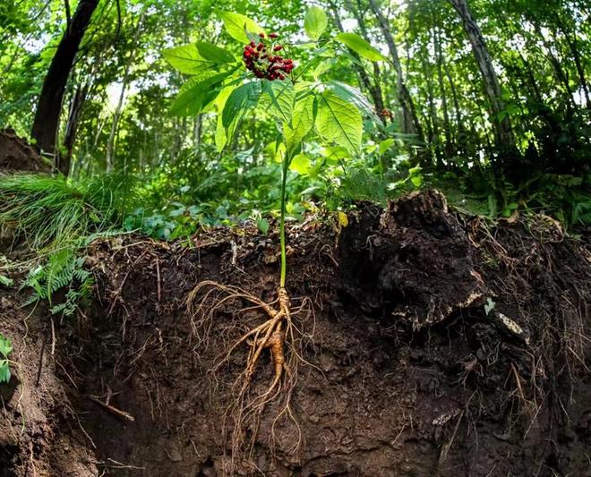 实验室显微镜下观察野山参切片的组织结构