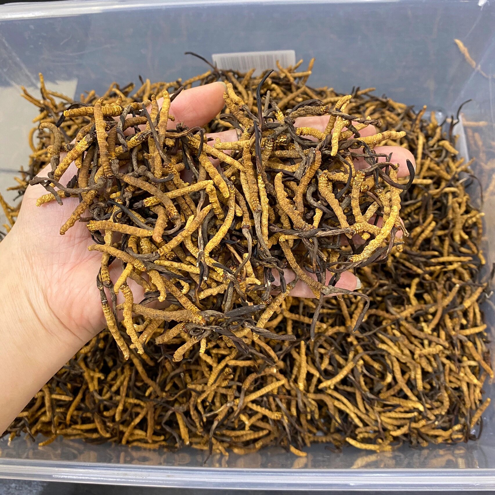 实验室场景中科研人员正在操作显微镜检测新鲜虫草样本，旁边放置温度计与冷藏箱，体现科学研究的专业性与严谨性